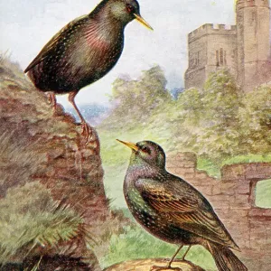 Starlings Starlings