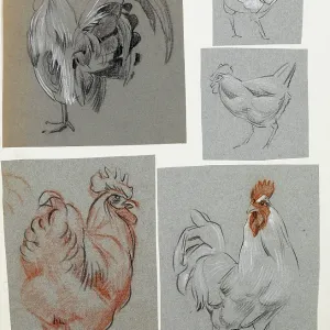 Five studies of a cockerel Five studies of a cockerel