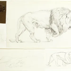 Studies of lions Studies of lions