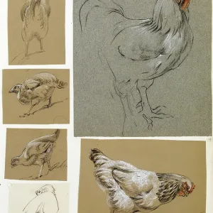Six studies of poultry Six studies of poultry