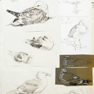 Studies of seagulls Studies of seagulls