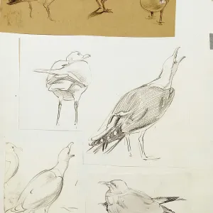 Studies of seagulls Studies of seagulls