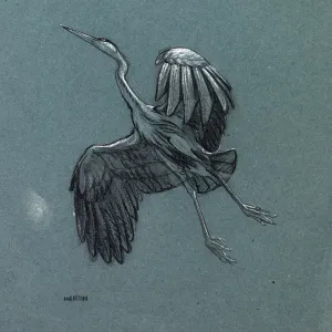 Study of a heron in flight Study of a heron in flight