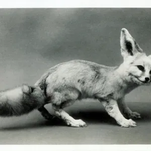 A stuffed Desert Fox, Natural History Museum, Birmingham A stuffed Desert Fox, Natural History Museum, Birmingham