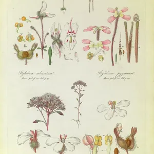 Stylidium calcaratum, S. pygmaeum Stylidium calcaratum, S. pygmaeum