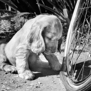 Susi - examining a flat tyre Susi - examining a flat tyre