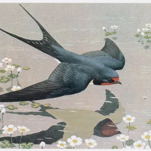 Swallow Swallow