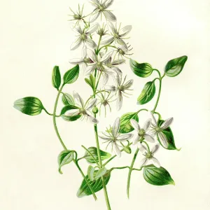 Sweet Clematis