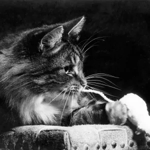Tabby cat on a chair with a toy mouse Tabby cat on a chair with a toy mouse