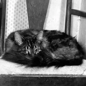 Tabby cat curled up on a chair Tabby cat curled up on a chair