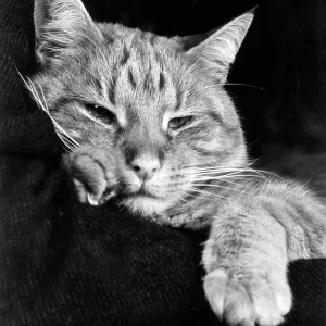 Tabby cat looking sleepy Tabby cat looking sleepy