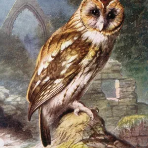 Tawny Owl Tawny Owl