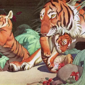 Tigers Tigers