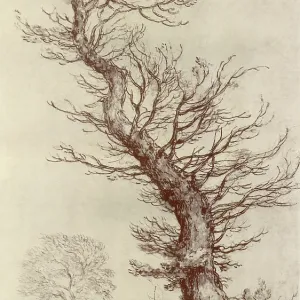 Tree Tree
