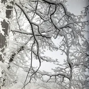 Tree branches covered in snow Tree branches covered in snow