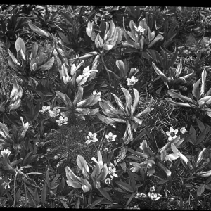 Trifolium Apinum (Alpine Clover) Trifolium Apinum (Alpine Clover)