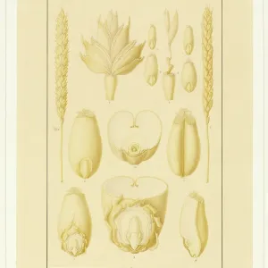 Triticum aestivum, Wheat Triticum aestivum, Wheat