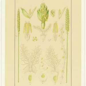 Triticum aestivum, Wheat Triticum aestivum, Wheat