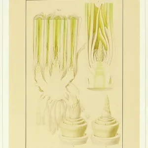 Triticum aestivum, Wheat Triticum aestivum, Wheat