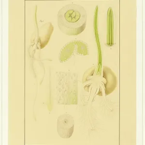 Triticum aestivum, Wheat Triticum aestivum, Wheat