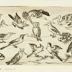 Twelve types of birds, including an owl and pelican Twelve types of birds, including an owl and pelican