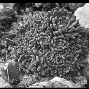 Umbilicus Chrysanthus (Cotyledon Chrysantha) Umbilicus Chrysanthus (Cotyledon Chrysantha)