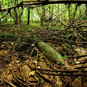 Unexploded shell in a woodland setting - Somme battlefield Unexploded shell in a woodland setting - Somme battlefield