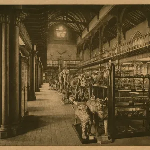 University of Glasgow - Interior of the Hunterian Museum University of Glasgow - Interior of the Hunterian Museum