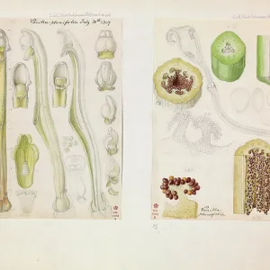 Vanilla planifolia, Vanilla Vanilla planifolia, Vanilla