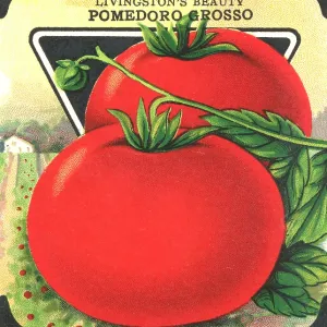Vintage tomato seed packet