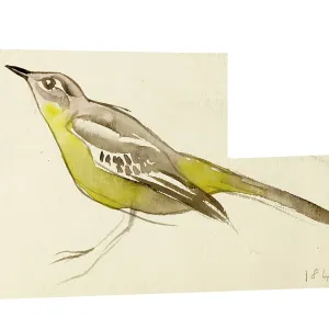 Watercolour study of a bird Watercolour study of a bird