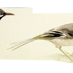 Watercolour study of birds Watercolour study of birds