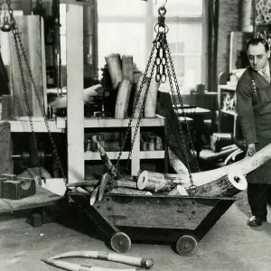 WEIGHING IVORY TUSKS WEIGHING IVORY TUSKS