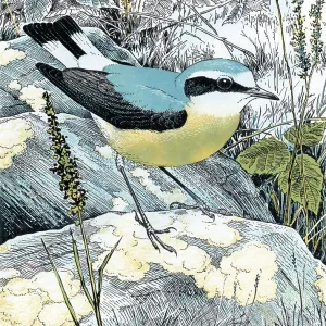 Wheatear or Northern Wheatear Wheatear or Northern Wheatear