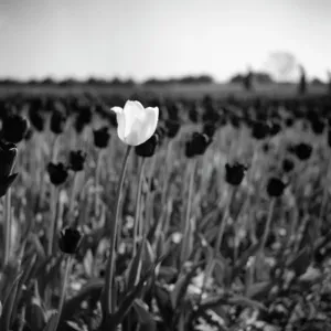 A white tulip amongst black tulips A white tulip amongst black tulips