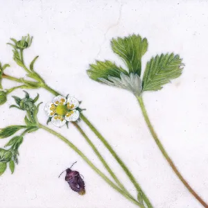 Wild strawberry and shield bug Wild strawberry and shield bug
