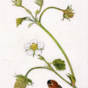 Wild white strawberry and ladybird Wild white strawberry and ladybird