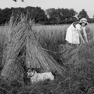 Woman harvesting in a field of corn Woman harvesting in a field of corn