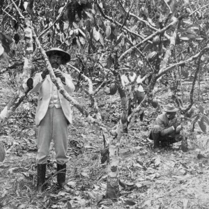 Two workers picking cocoa pods, Jamaica Two workers picking cocoa pods, Jamaica