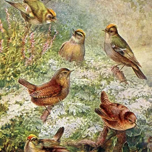 Wren, Goldcrest, Firecrest Wren, Goldcrest, Firecrest
