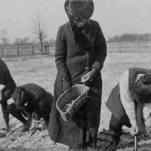 WW1 - Students digging potatoes