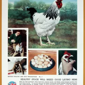 WW2 poster, Healthy stock will breed good laying hens