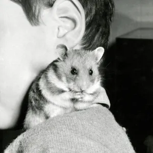 A young boy with his cute pet hamster on his shoulder A young boy with his cute pet hamster on his shoulder
