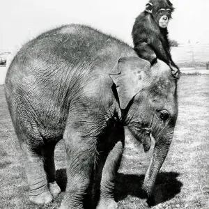 A young Circus elephant with a chimpnazee along for the ride A young Circus elephant with a chimpnazee along for the ride