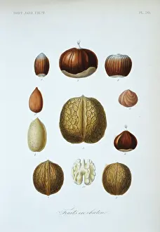Horticultural: (1) lambert's nut (2, 6) chestnut (3) hazelnut (4, 4a) almond