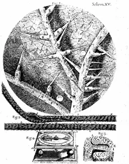 Microscope: 1: Underside of stinging nettle leaf 2: Beard