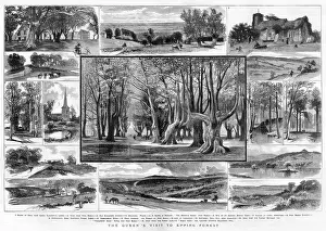 Elizabeths: 15 views of Epping Forest, London