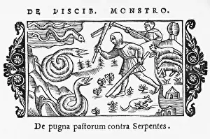 Serpents: 1555/FIGHTING SNAKES