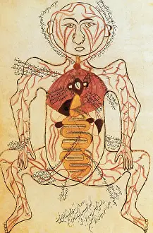 Circulation: 15th Century Anatomical Drawing