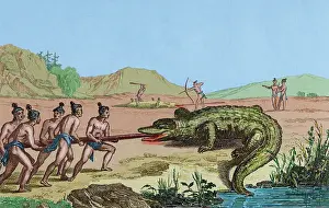 Roux: 16th century French expedition. Florida. Crocodile hunting